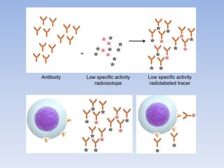 Antibody Low specific activity
radioisotope
Low specific activity
radiolabeled tracer
 