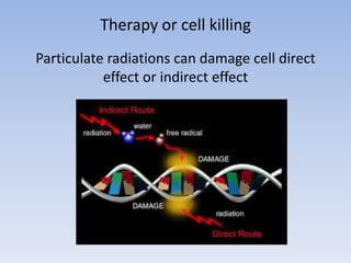 Therapy or cell killing
Particulate radiations can damage cell direct
effect or indirect effect
 