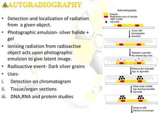 • Detection and localization of radiation
from a given object.
• Photographic emulsion- silver halide +
gel
• Ionising radiation from radioactive
object acts upon photographic
emulsion to give latent image.
• Radioactive event- Dark silver grains
• Uses-
i. Detection on chromatogram
ii. Tissue/organ sections
iii. DNA,RNA and protein studies
 