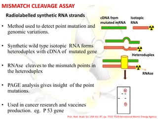 MISMATCH CLEAVAGE ASSAY
Radiolabelled synthetic RNA strands
• Method used to detect point mutation and
genomic variations.
• Synthetic wild type isotopic RNA forms
heteroduplex with cDNA of mutated gene
• RNAse cleaves to the mismatch points in
the heteroduplex
• PAGE analysis gives insight of the point
mutations.
• Used in cancer research and vaccines
production. eg. P 53 gene
Isotopic
RNA
cDNA from
mutated mRNA
Heteroduplex
RNAse
Proc. Natl. Acad. Sci. USA Vol. 87, pp. 7555-7559,Iternational Atomic Energy Agency
 