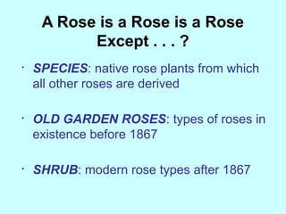 A Rose is a Rose is a Rose
           Except . . . ?
•
    SPECIES: native rose plants from which
    all other roses are derived

•
    OLD GARDEN ROSES: types of roses in
    existence before 1867

•
    SHRUB: modern rose types after 1867
 
