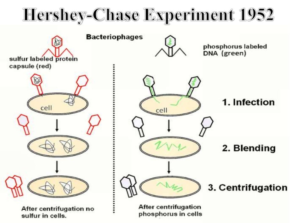 Radiolabeling technique