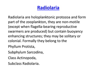 Radiolaria
Radiolaria are holoplanktonic protozoa and form
part of the zooplankton, they are non-motile
(except when flagella-bearing reproductive
swarmers are produced) but contain buoyancy
enhancing structures; they may be solitary or
colonial. Formally they belong to the
Phyllum Protista,
Subphylum Sarcodina,
Class Actinopoda,
Subclass Radiolaria.
 