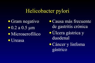 Helicobacter pylori Gram negativo 0.2 a 0.5  µm  Microaerofílico Ureasa Causa más frecuente de gastritis crónica Úlcera gástrica y duodenal Cáncer y linfoma gástrico  