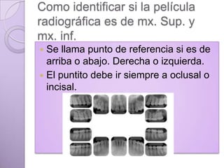 Como identificar si la película
radiográfica es de mx. Sup. y
mx. inf.
Se llama punto de referencia si es de
arriba o abajo. Derecha o izquierda.
 El puntito debe ir siempre a oclusal o
incisal.


 
