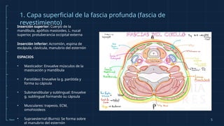 RADIOLOG A OROFARINGE EXPOSICION DE HALLAZGOS pptx