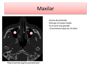 Maxilar
http://uwmsk.org/sinusanatomy2/
-Forma de pirámide
-Drenaje al meato medio
-Es el seno mas grande
- Crecimiento hasta los 14 años
 