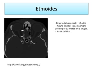 Etmoides
http://uwmsk.org/sinusanatomy2/
-Desarrollo hasta los 8 – 12 años
- Alguna celdillas tienen nombre
propio por su interés en la cirugía.
- 3 a 18 celdillas
 