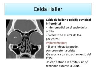 Celda Haller
Celda de haller o celdilla etmoidal
infraorbital
- Inferiomedial en el suelo de la
orbita
- Presente en el 20% de los
pacientes
Importante por:
- Si esta infectada puede
comprometer la orbita
-Se asocia a un estrechamiento del
COM
-Puede entrar a la orbita si no se
reconoce durante la CENS
 