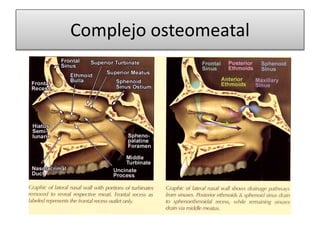 Complejo osteomeatal
 