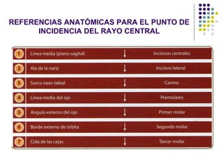 REFERENCIAS ANATÓMICAS PARA EL PUNTO DE INCIDENCIA DEL RAYO CENTRAL 