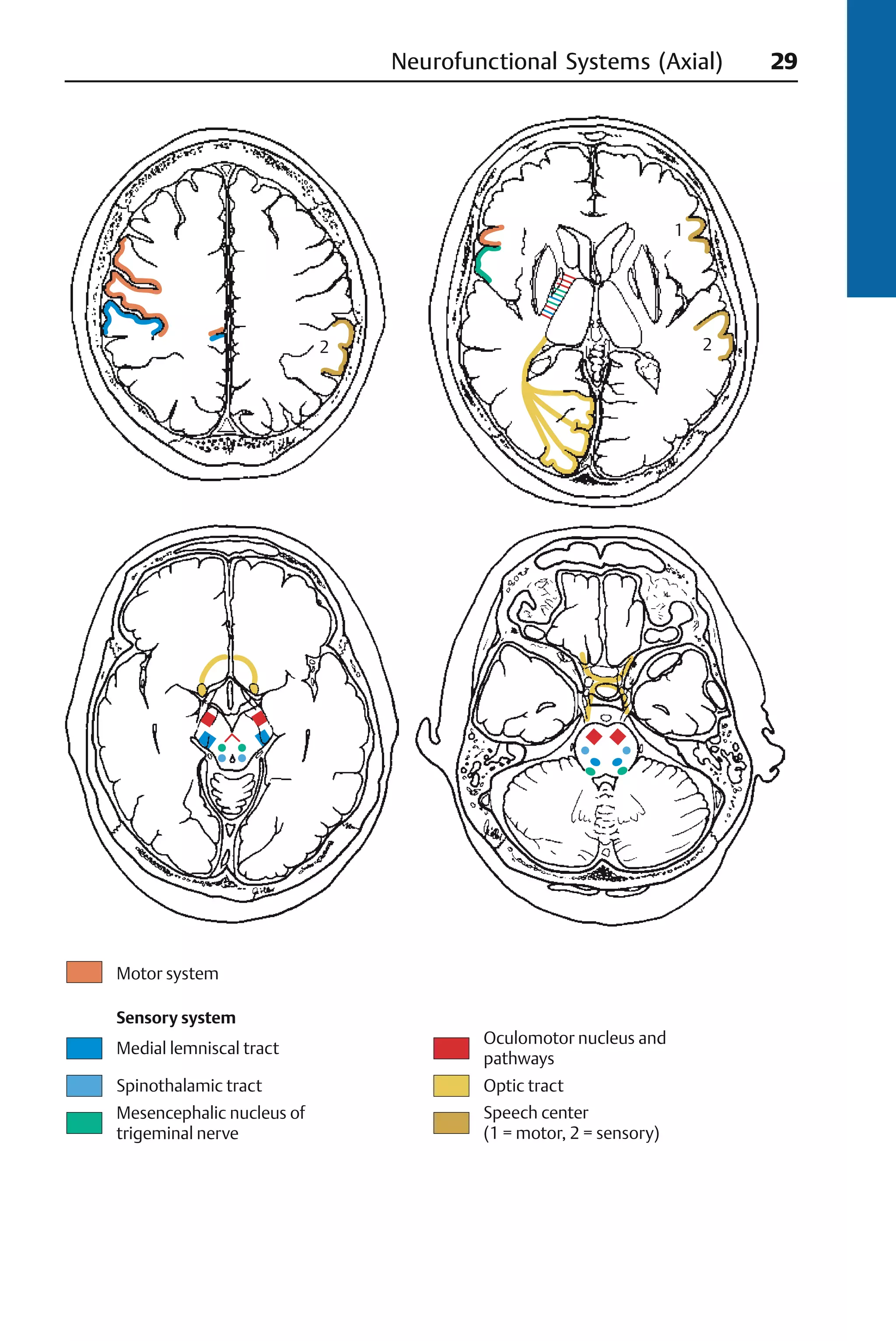 Pocket atlas of sectional anatomy Vol 1-2 | PDF