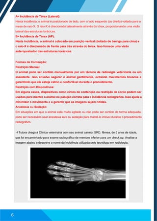 A= Incidência de Tórax (Lateral):
Nesta incidência, o animal é posicionado de lado, com o lado esquerdo (ou direito) voltado para a
mesa de raio-X. O raio-X é direcionado lateralmente através do tórax, proporcionando uma visão
lateral das estruturas torácicas.
B= Incidência de Tórax (AP):
Nesta incidência, o animal é colocado em posição ventral (deitado de barriga para cima) e
o raio-X é direcionado de frente para trás através do tórax. Isso fornece uma visão
anteroposterior das estruturas torácicas.
Formas de Contenção:
Restrição Manual:
O animal pode ser contido manualmente por um técnico de radiologia veterinária ou um
assistente. Isso envolve segurar o animal gentilmente, evitando movimentos bruscos e
garantindo que ele esteja calmo e confortável durante o procedimento.
Restrição com Dispositivos:
Em alguns casos, dispositivos como cintos de contenção ou restrição de corpo podem ser
usados para manter o animal na posição correta para a incidência radiográfica. Isso ajuda a
minimizar o movimento e a garantir que as imagens sejam nítidas.
Anestesia ou Sedação:
Em situações em que o animal está muito agitado ou não pode ser contido de forma adequada,
pode ser necessário usar anestesia leve ou sedação para mantê-lo imóvel durante o procedimento
radiográfico.
Tutora chega à Clínica veterinária com seu animal canino, SRD, fêmea, de 5 anos de idade,
que foi encaminhado para exame radiográfico de membro inferior para um check up. Analise a
imagem abaixo e descreva o nome da incidência utilizada pelo tecnólogo em radiologia.
6
 