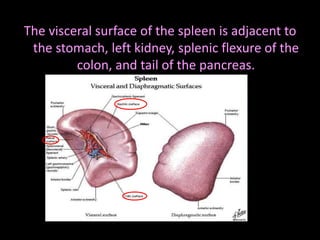 Radiological anatomy of_abdomen[1] | PPTX