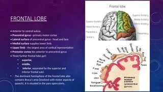 RADIOLOGICAL ANATOMY OF BRAIN.pptx………….. | PPTX