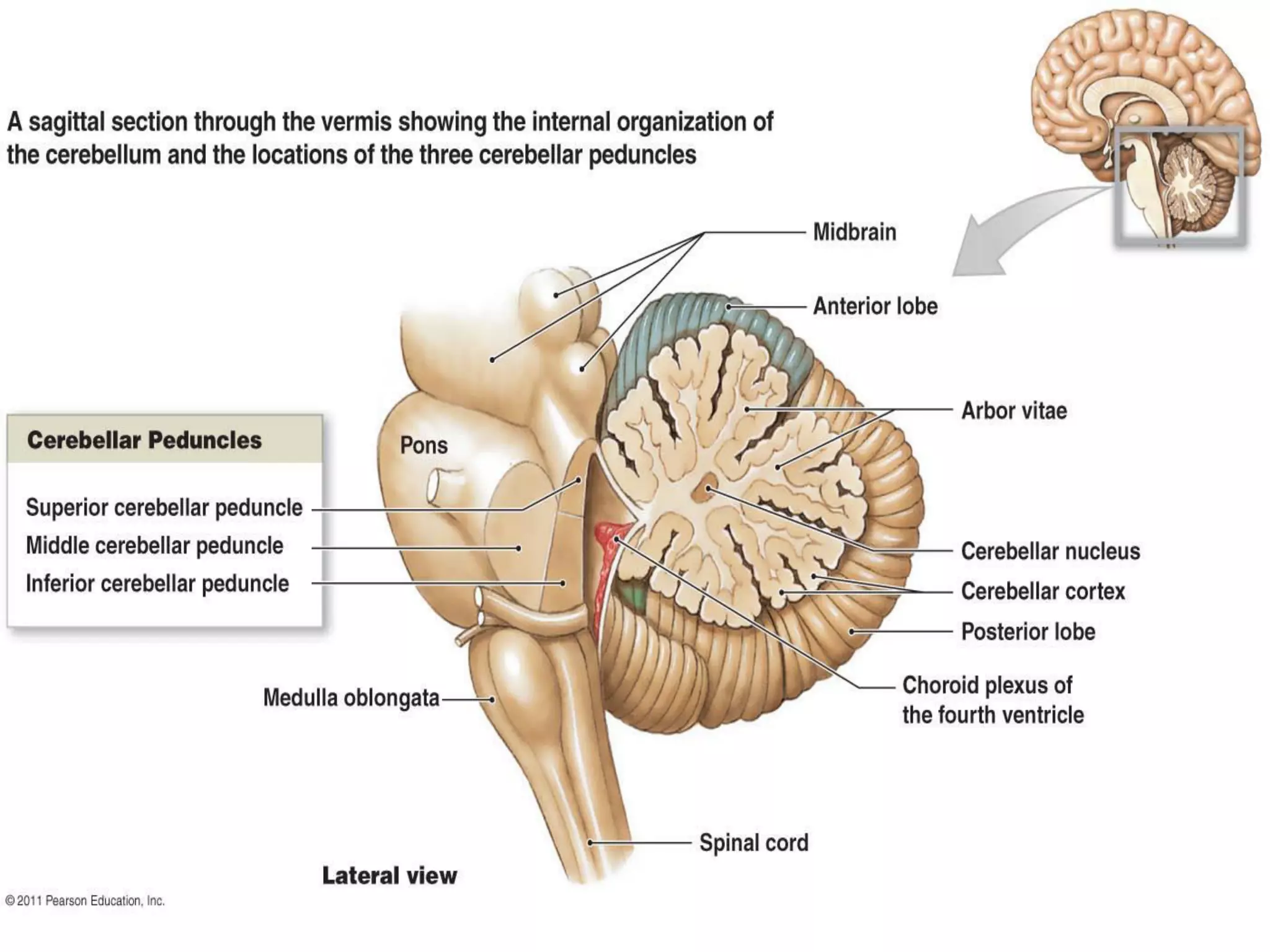 Cardunculus Brain CT and MRI anatomy of brain | PDF