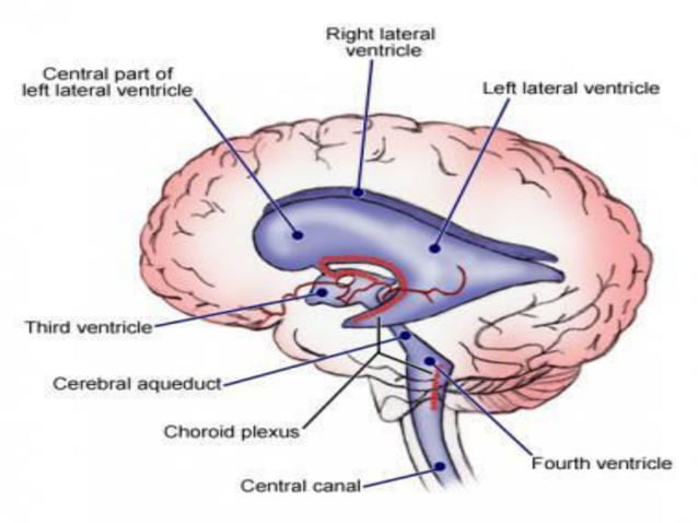 CT and MRI anatomy of brain | PDF | Brain and Nervous System Disorders ...