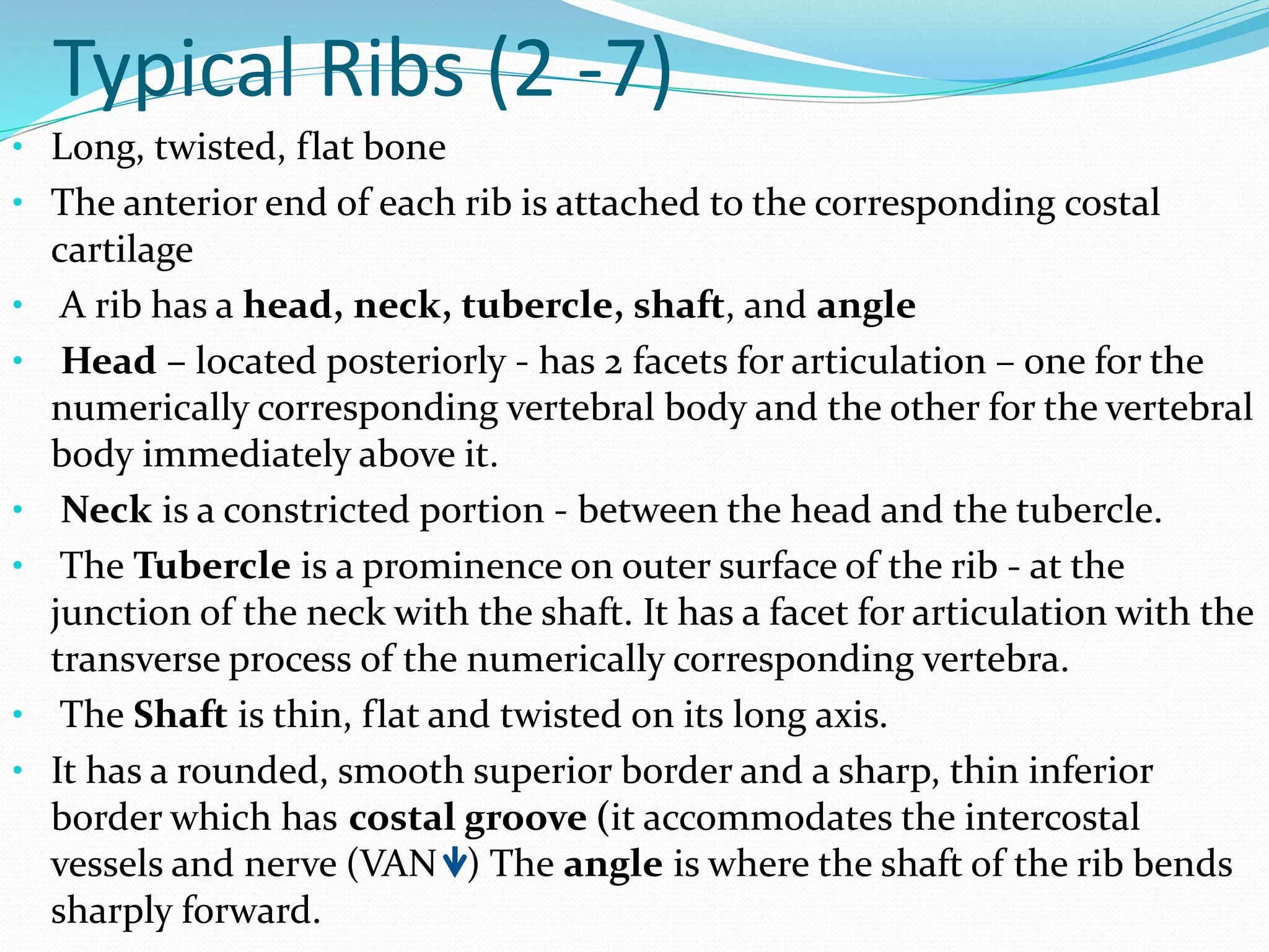 Twisted Rib Vs Normal Rib Radiological anatomy of chest including lungs,mediastinum and thoracic ...