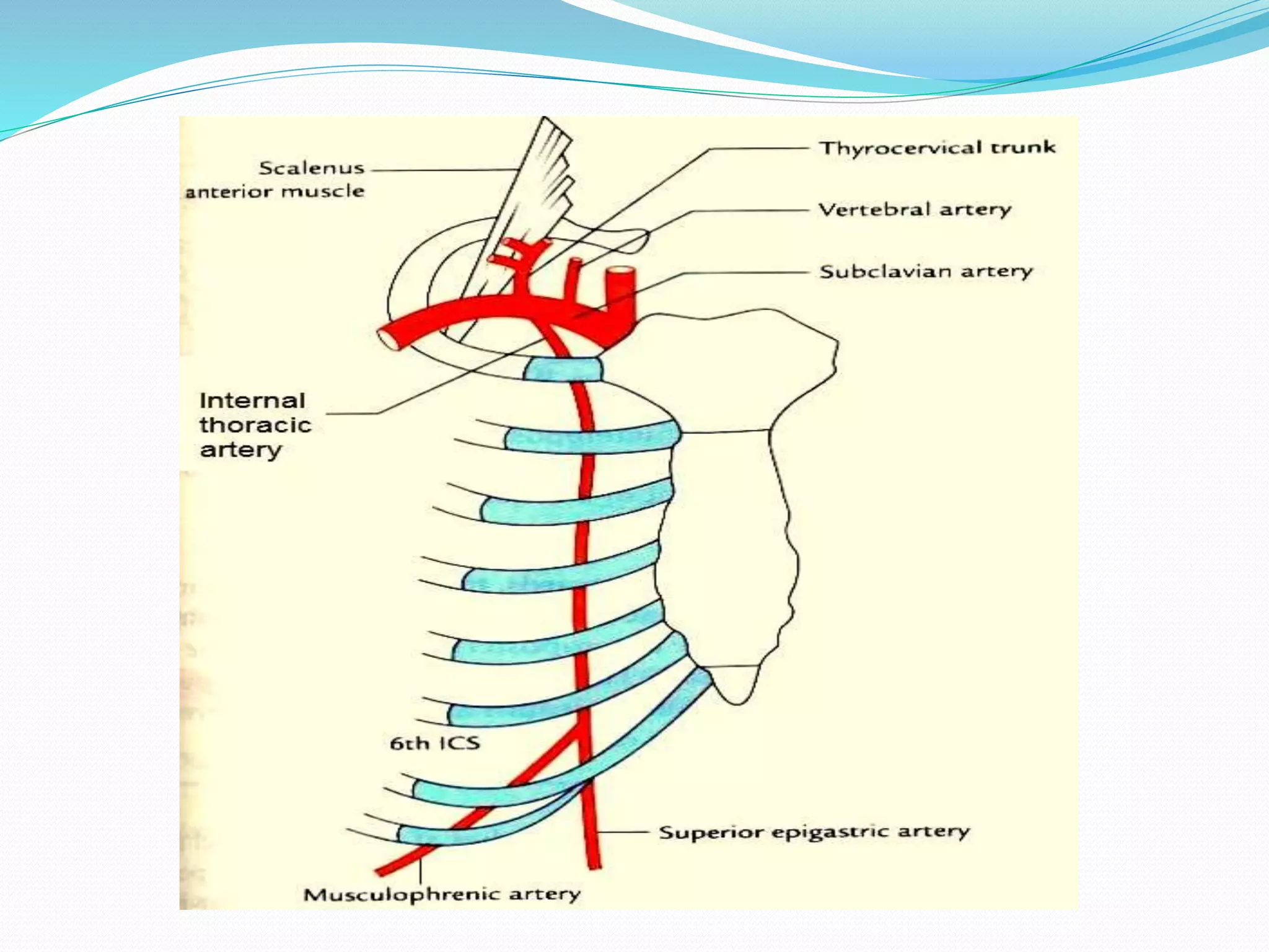 Radiological anatomy of chest including lungs,mediastinum and thoracic ...