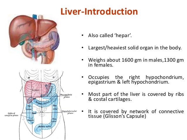 Radiological anatomy of hepatobiliary system