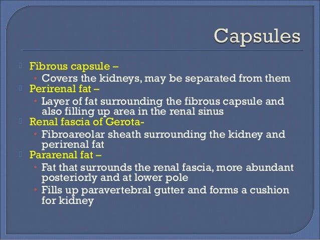 Radiological anatomy of kidney, ureter & bladder