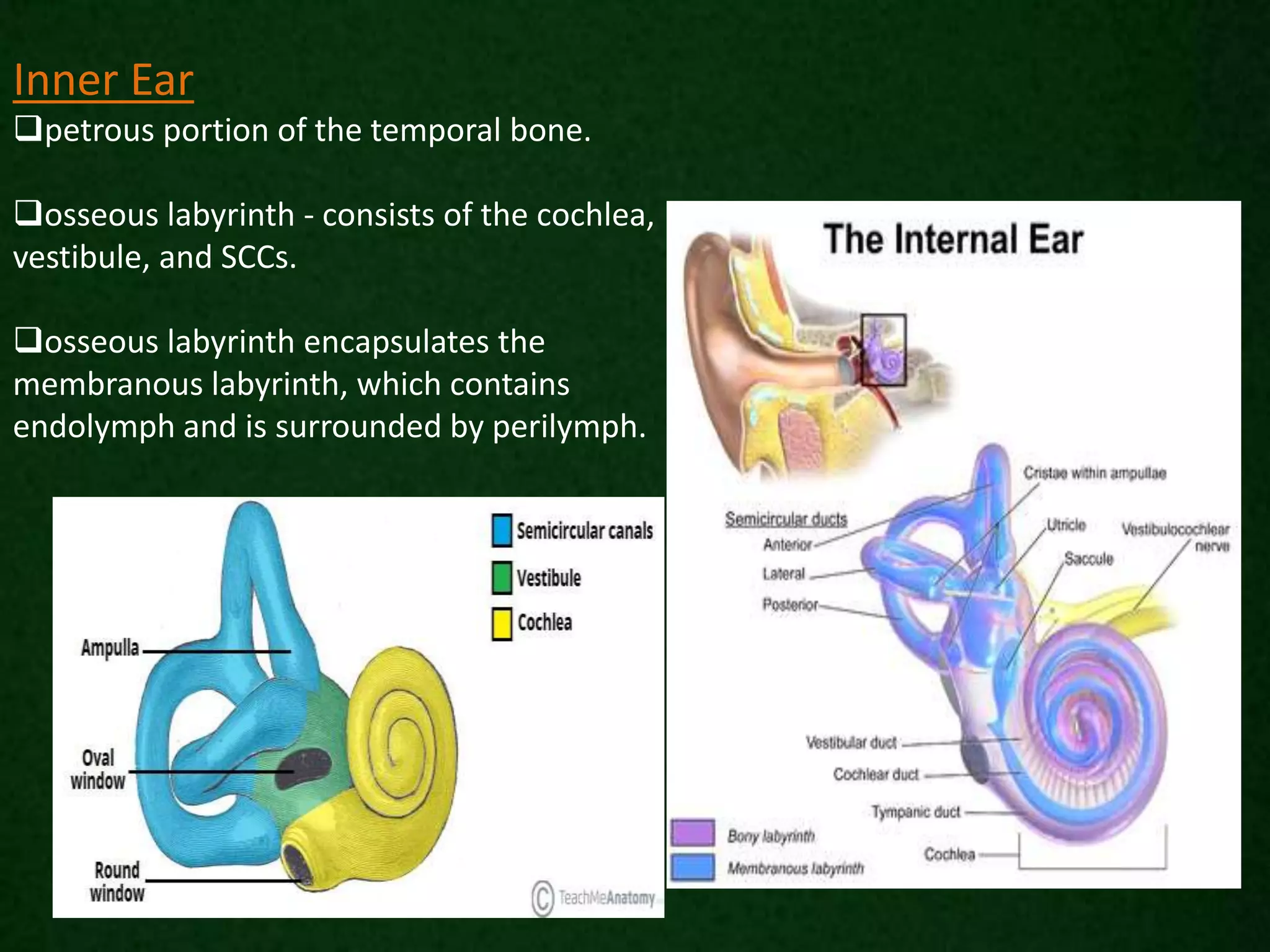 Inner Ear
petrous portion of the temporal bone.
osseous labyrinth - consists of the cochlea,
vestibule, and SCCs.
osseous labyrinth encapsulates the
membranous labyrinth, which contains
endolymph and is surrounded by perilymph.
 