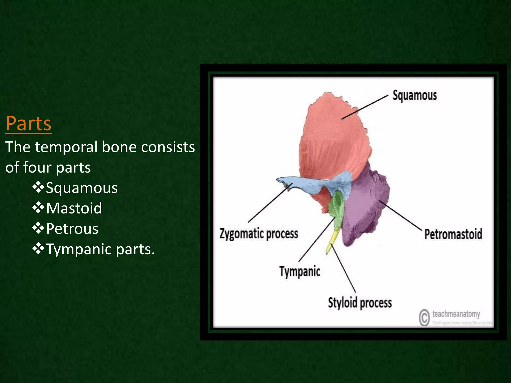 Parts
The temporal bone consists
of four parts
Squamous
Mastoid
Petrous
Tympanic parts.
 