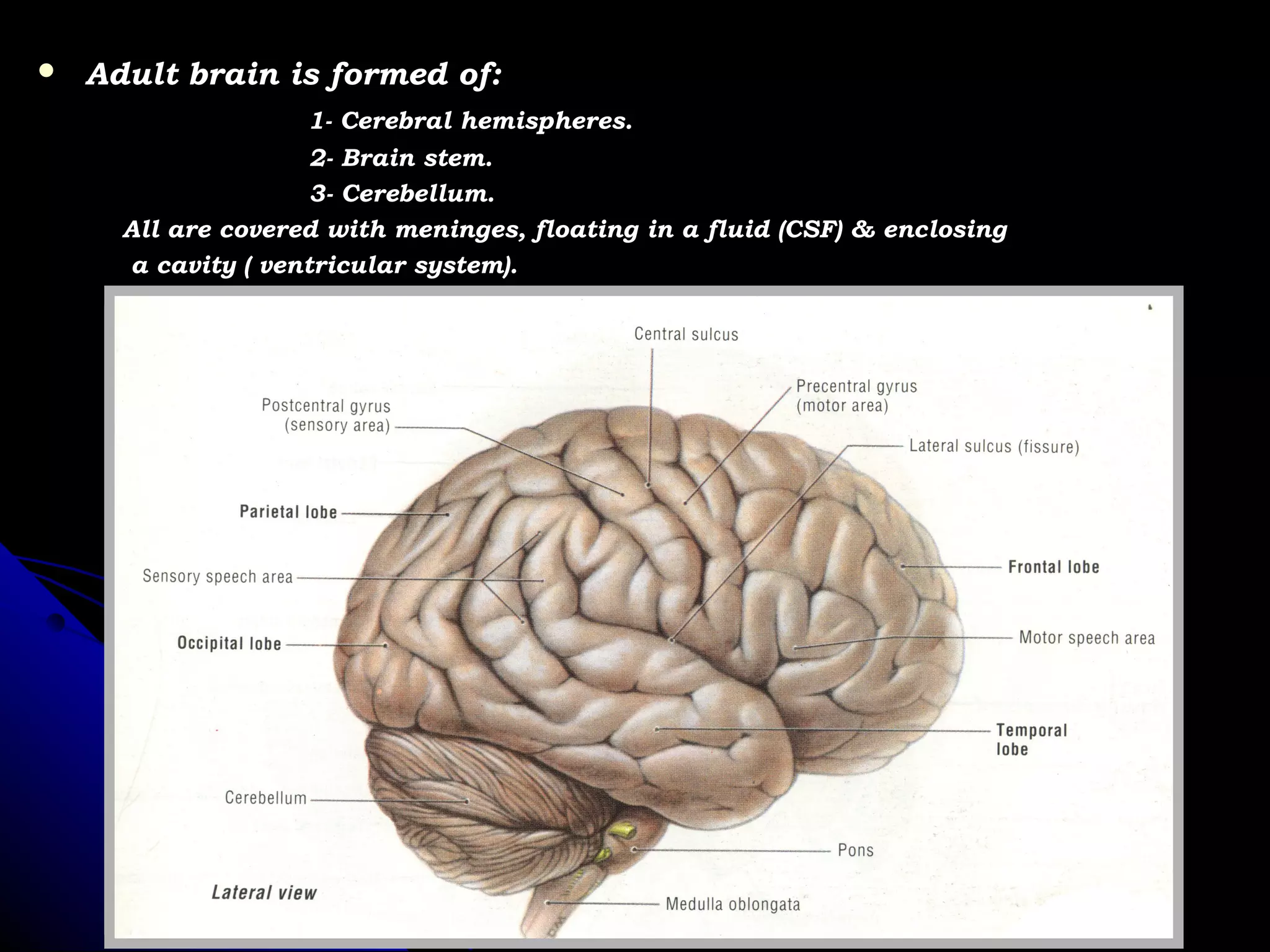 Radiological anatomy of the brain | PPT