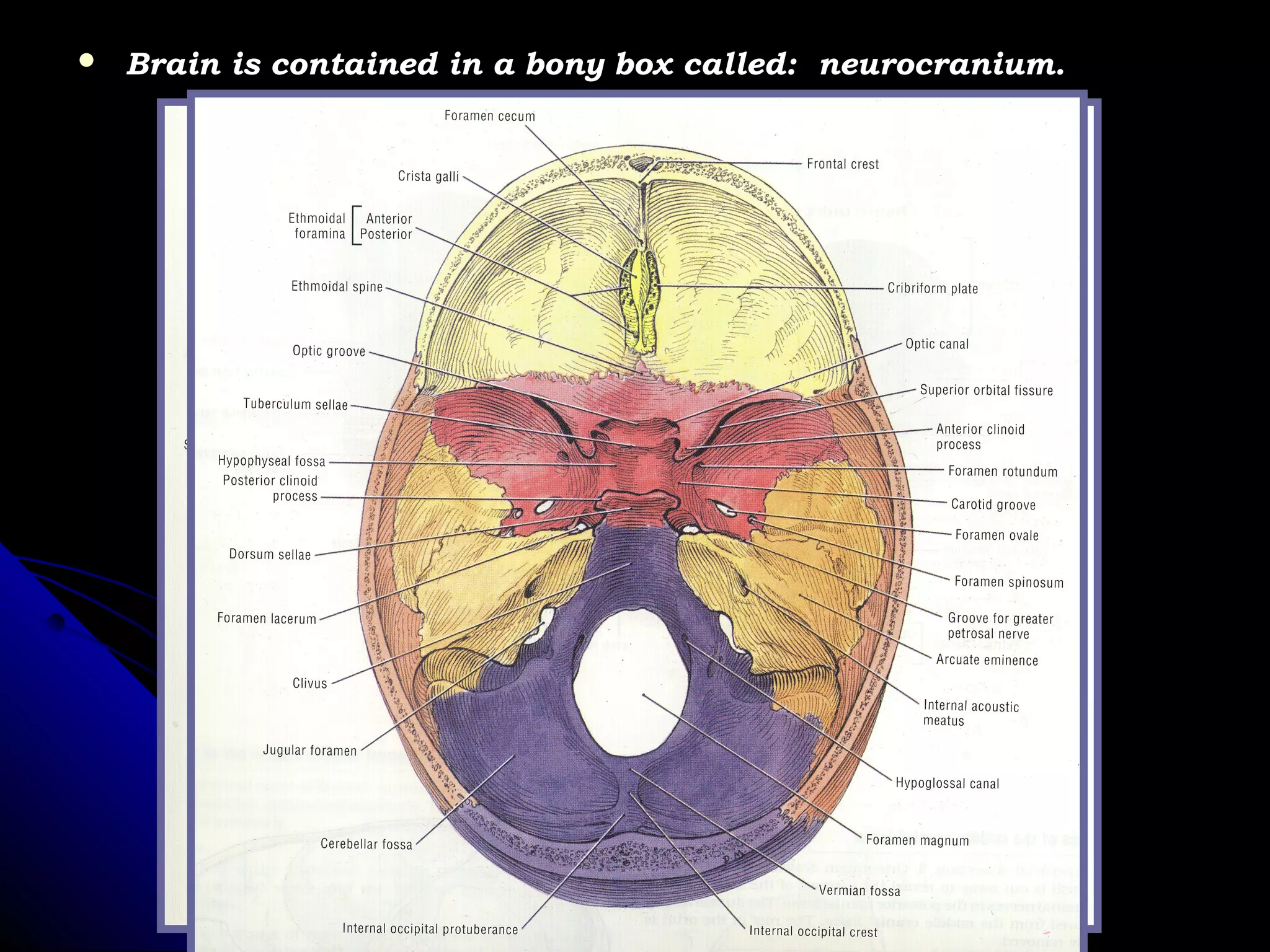 Neumocranium Radiological anatomy of the brain | PPT