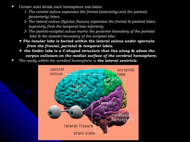 Radiological anatomy of the brain | PPT | Brain and Nervous System ...