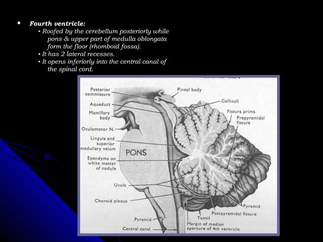 Radiological anatomy of the brain | PPT | Brain and Nervous System ...