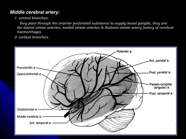 Radiological anatomy of the brain | PPT | Brain and Nervous System ...