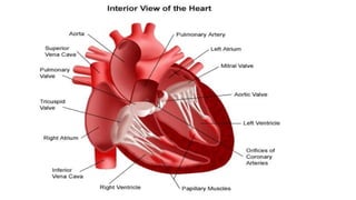 Radiological Anatomy Of the heart and great vessels.pptx