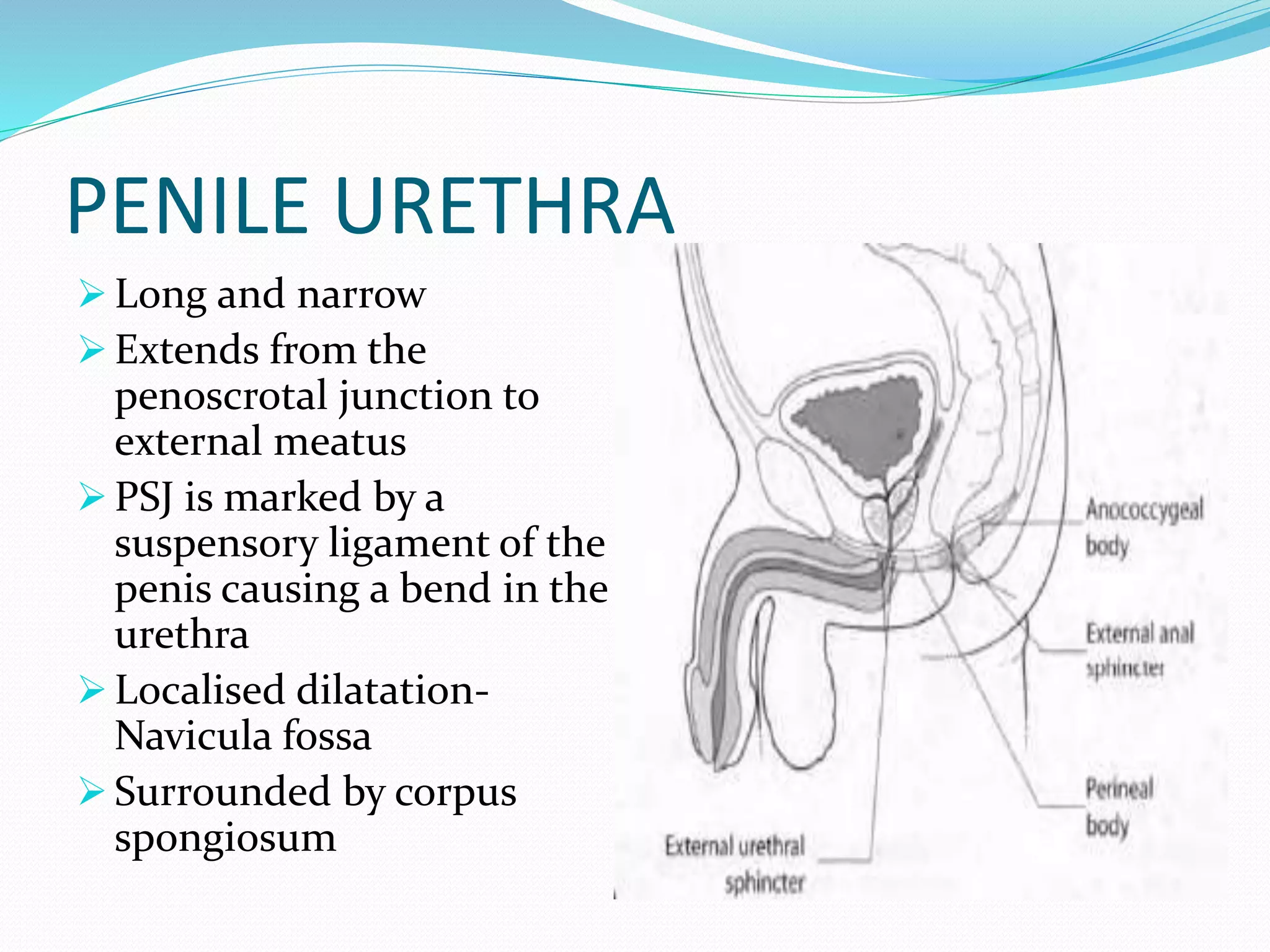 Radiological Anatomy Of The Male Urethra And Techniques Of Imaging PPTX radiological-anatomy-of-the-male-urethra-and-techniques-of-imaging-pptx