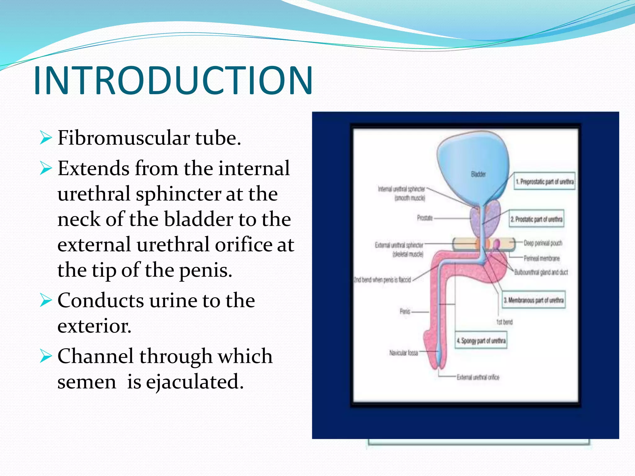 Radiological anatomy of the male urethra and techniques of imaging | PPTX
