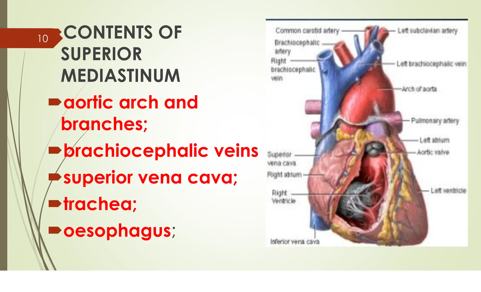 RADIOLOGICAL ANATOMY OF THE MEDIASTINUM.PDF