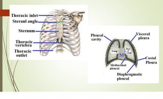 RADIOLOGICAL ANATOMY OF THE MEDIASTINUM.PDF