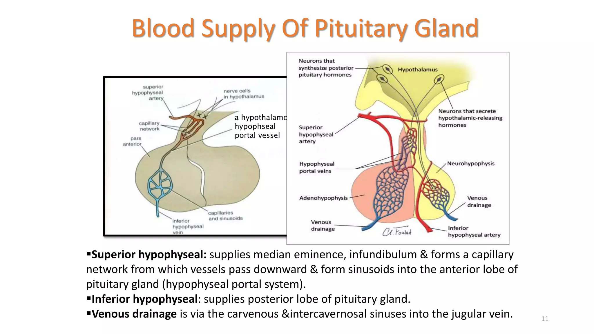 RADIOLOGICAL ANATOMY OF THE PITUITARY GLAND AND TECHNIQUES.pptx