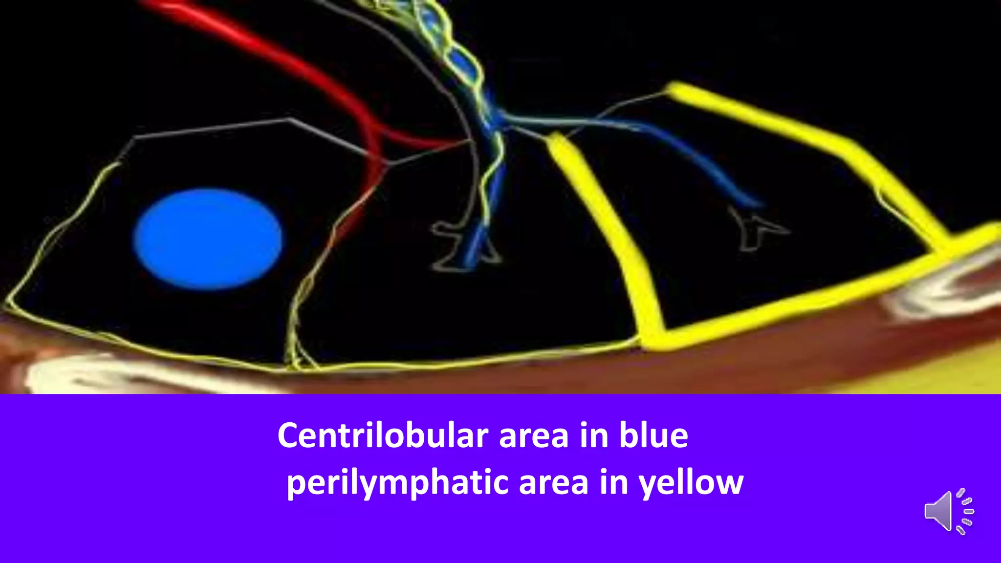 Centrilobular area in blue
perilymphatic area in yellow
 