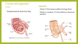 Comprehensive Radiological Imaging of the Gastrointestinal Tract ...