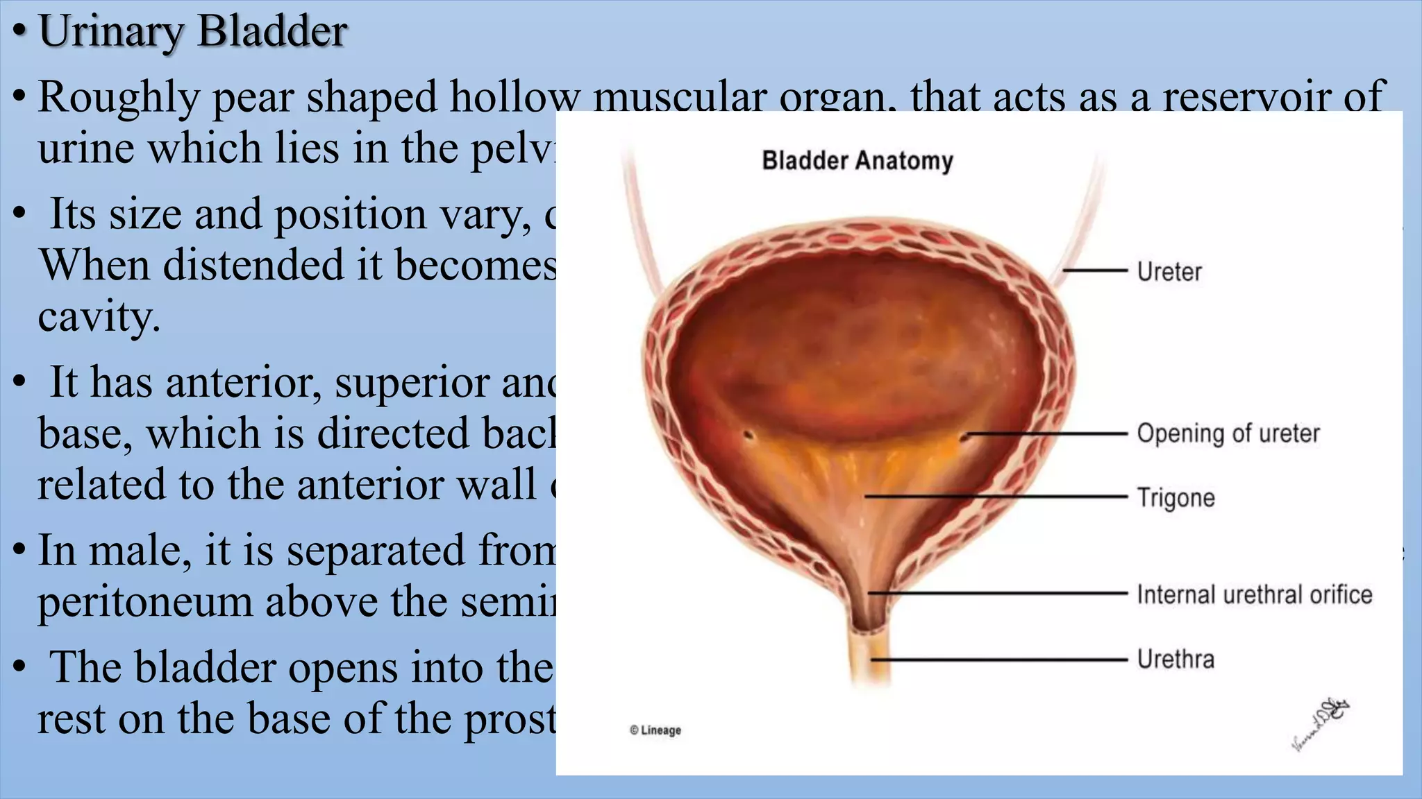 Radiological procedure of retrograde urethrography(rgu) and micturating PPT