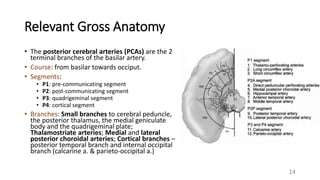 Pca Segment Radiologic Anatomy of the Blood Supply to the Brain.pptx
