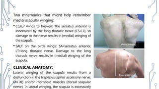 Radiologic_Anatomy_of_the_Brachial_plexus [final].pptx