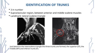 Radiologic_Anatomy_of_the_Brachial_plexus [final].pptx