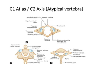 radiology 1.pptx cervical and lumbar x ray | PPTX