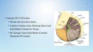 • Consists Of 15-20 Lobes
• Divide Into Several Lobules
• Lobules Contain Acini, Draining Ducts And
Interlobular Connective Tissue.
• By Teenage Years Each Breast Contains
Hundreds Of Lobules
3
 