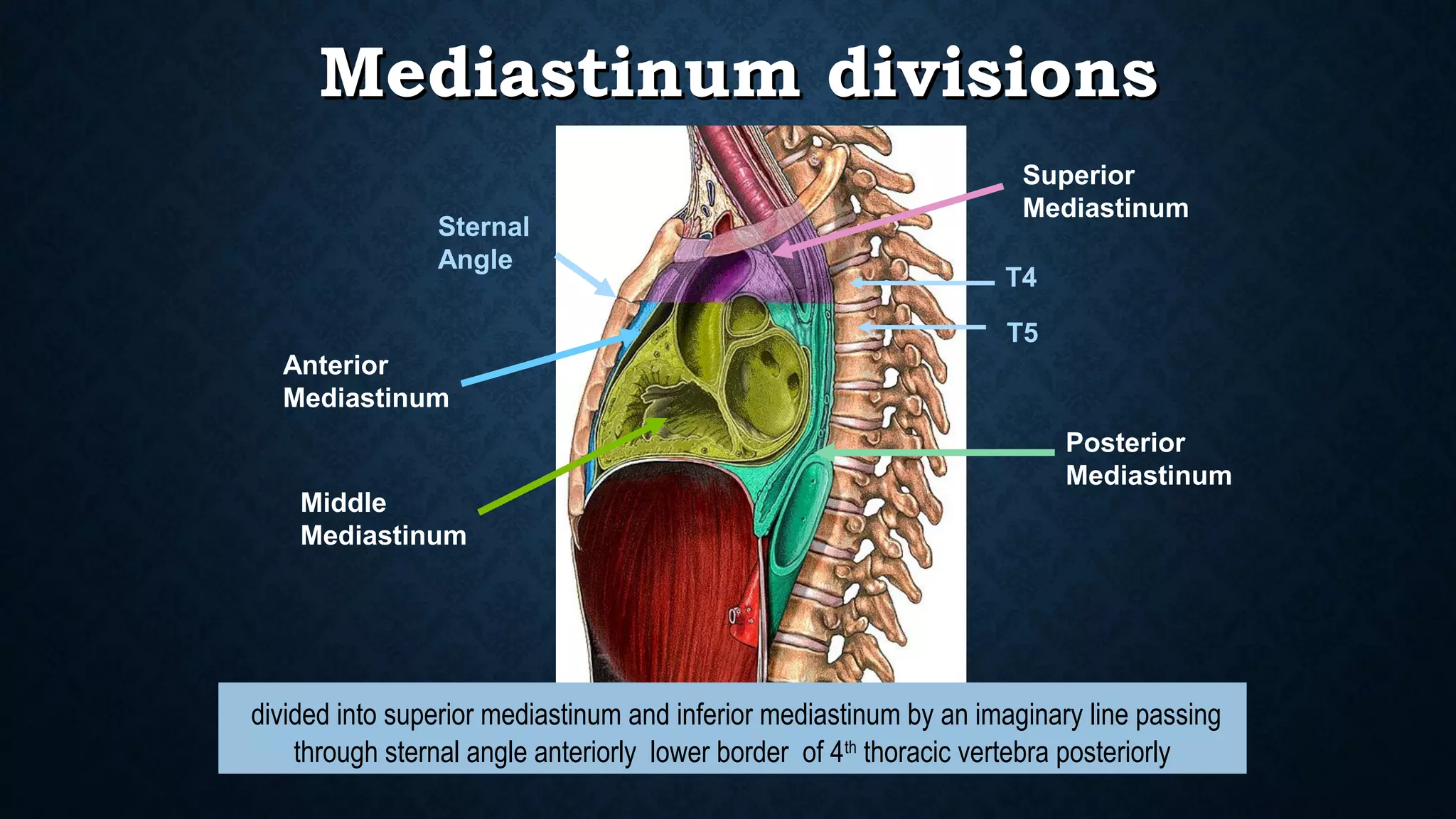 Anterior Mediastinum Anatomy Radiology