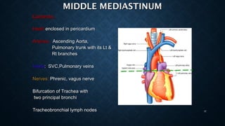Radiology day 3 mediastinal anatomy | PPT