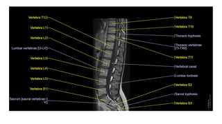 Spine Development Radiology Comprehensive Radioimaging and Anatomy of the Spine: X-ray and MRI ...