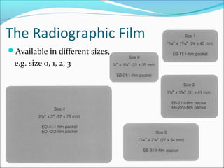 The Radiographic Film
Available in different sizes,
e.g. size 0, 1, 2, 3
 